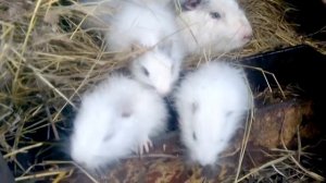 Выгодно ли разводить нутрий, сейчас расскажу.