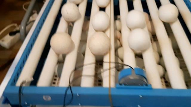 ПТИЦА ФАБРИКА МИНИ ДАР ХОНА 🐣🐣 смотреть онлайн