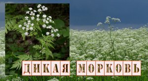 Купырь лесной, кервель. Лечебные свойства. Народная медицина.