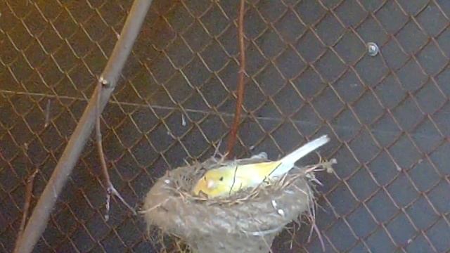 ВОЛЬЕР,КАНАРЕЙКИ,ЩЕГЛЫ,ЧИЖ,ЛИНЬКА,ПОПЫТКА ГИБРИДИЗАЦИИ