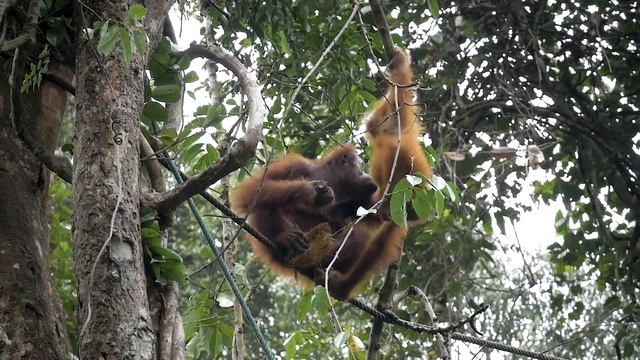 Как выглядят инопланетяне? Почему пришельцы выглядят не как люди смотреть онлайн