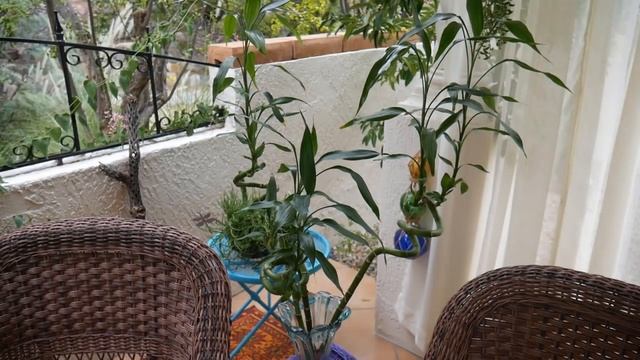 22 Things to Know About Growing & Caring For Lucky Bamboo / Joy Us Garden смотреть онлайн