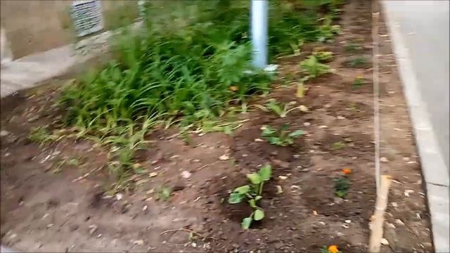 Цветник своими руками у подъезда пятиэтажки смотреть онлайн