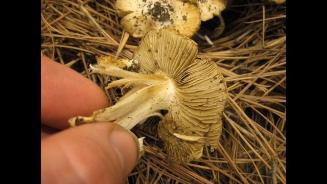 Inocybe maculata смотреть онлайн