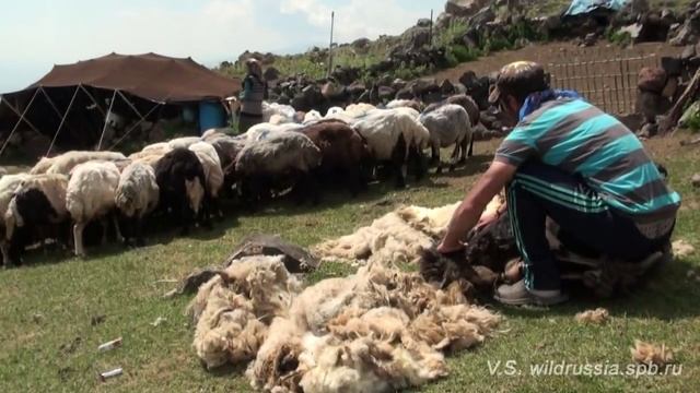 Курды, восхождение на Арарат. Kurdish people, Mt Ararat climb смотреть онлайн