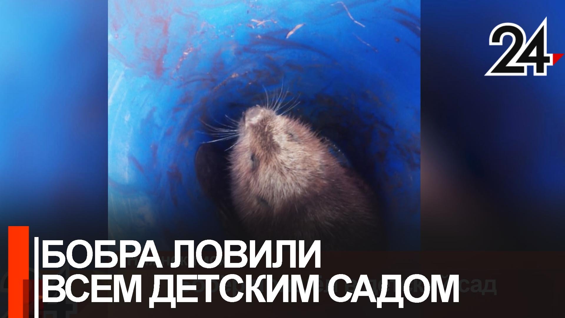 Бобра выгоняли из нижнекамского детского сада смотреть онлайн