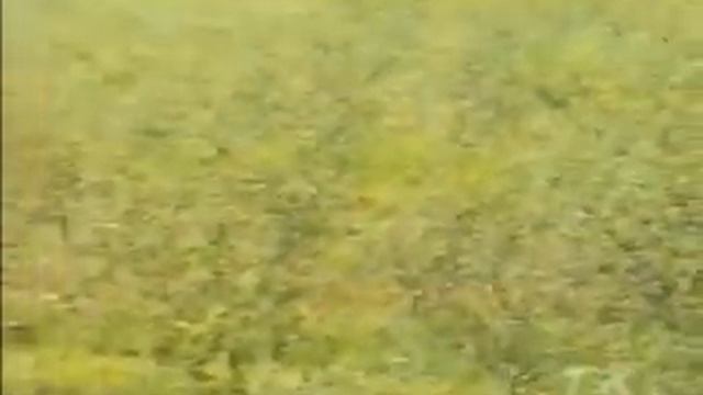 Средства защиты растений смотреть онлайн