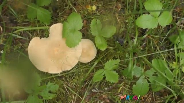 Лисички и Говорушки Ворончатые смотреть онлайн