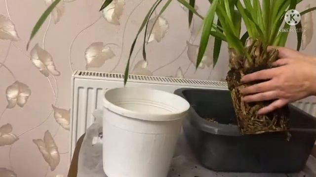 Цимбидиум: пересадка и уход! смотреть онлайн