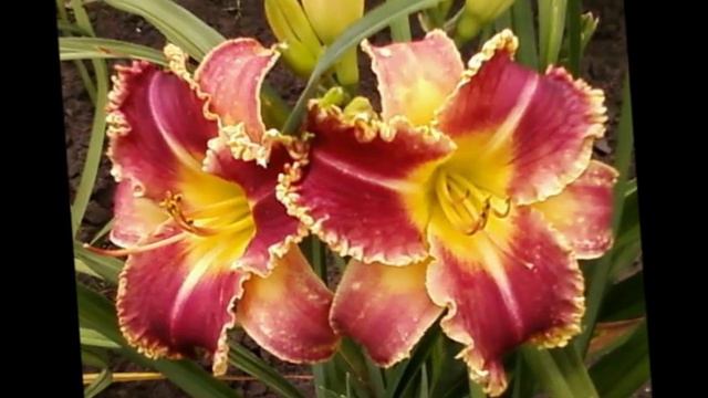 Ирине Шаманковой /И. Круг "Поле зелёное"/ смотреть онлайн