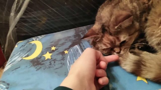 Потянул ногу! смотреть онлайн