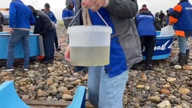 Личинки омуля смотреть онлайн