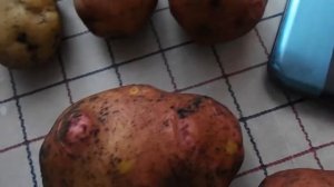 Вес и дегустация  картофеля сорт Уладар и сорт Вектор.