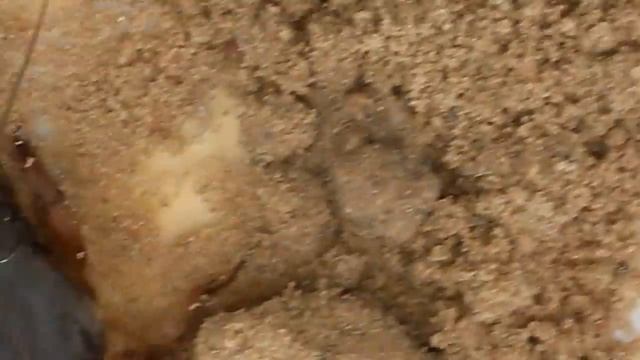 Медведка. Вредители сада и огорода. смотреть онлайн