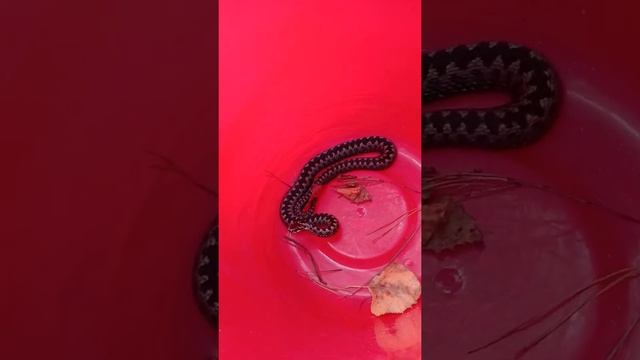 Обыкновенная гадюка в сосновом бору смотреть онлайн