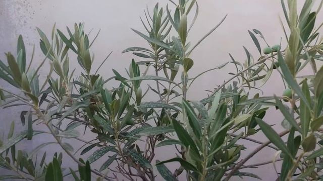 Olive (Olea Europaea) Bonsai Tree