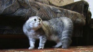 Говорящий кот   Тихон Oh Long Johnson cat