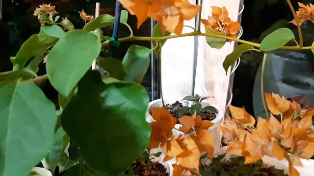 Джунгли в квартире. Вечерний обзор растений. Моя обновка . Прошу помощи в опознании цветочка. смотреть онлайн