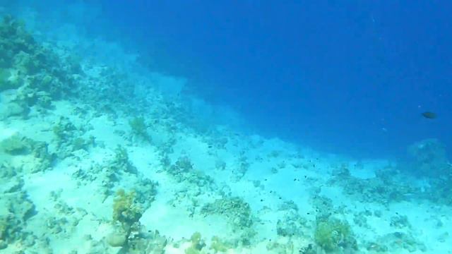Видео подводного мира морей смотреть онлайн