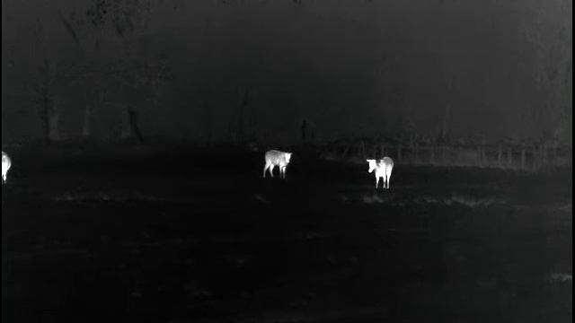 Pulsar ACCOLADE 2 LRF XP50 смотреть онлайн