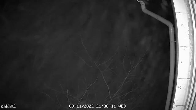 Туман в ИК-подсветке камеры Reolink Argus Eco. смотреть онлайн