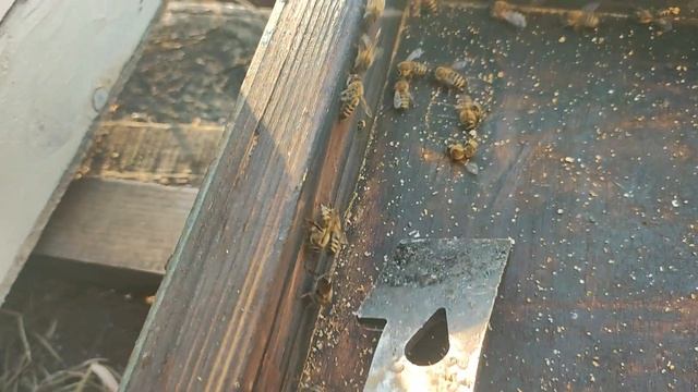 щавелька работает с пчел сыпется клещ смотреть онлайн