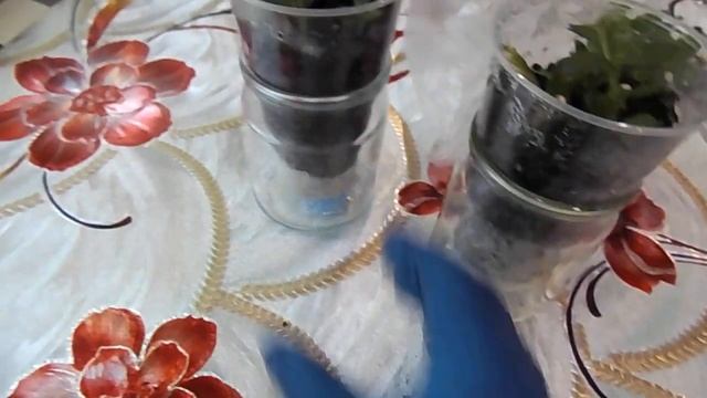 100% СПОСОБ УКОРЕНЕНИЯ ЧЕРЕНКОВ МАГАЗИННОЙ ХРИЗАНТЕМЫ.САМЫЙ ЛУЧШИЙ СПОСОБ ЧЕРЕНКОВАНИЯ. смотреть онлайн