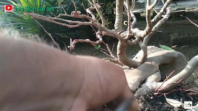 Ficus Benjamina progress смотреть онлайн