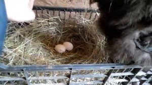 Китайские Шелковые куры принесли еще 2 яйца