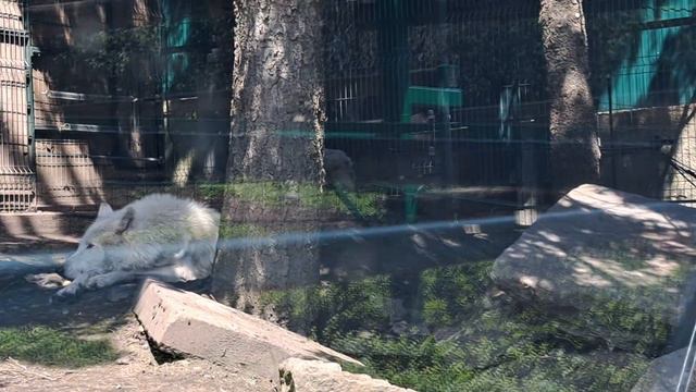 белые волки