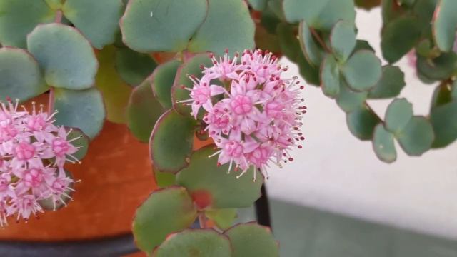 Sedum Sieboldii - October Daphne