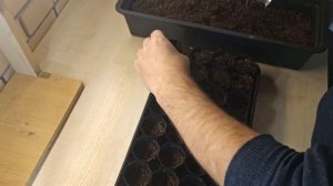 Лук Кармен. Посадка лука Кармен.