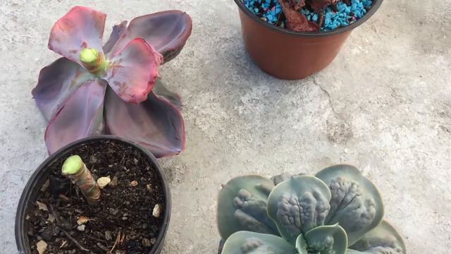 Decapitación de echeverias смотреть онлайн