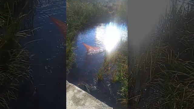 КАСТИНГОВАЯ СЕТЬ КУБАНЬ смотреть онлайн