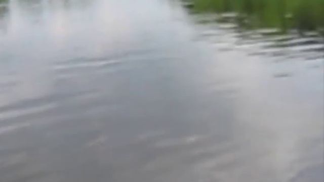 Ловля сомов на реках Беларуси смотреть онлайн