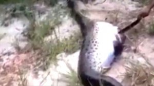 Гигантская анаконда была найдена мертвой. То, что было найдено внутри ее живота, потрясет Вас