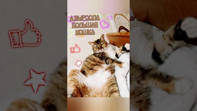 Когда купили котенка