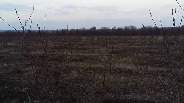 Грушевый сад на айве ВА-29 без шпалеры и орошения в Винницкой области смотреть онлайн