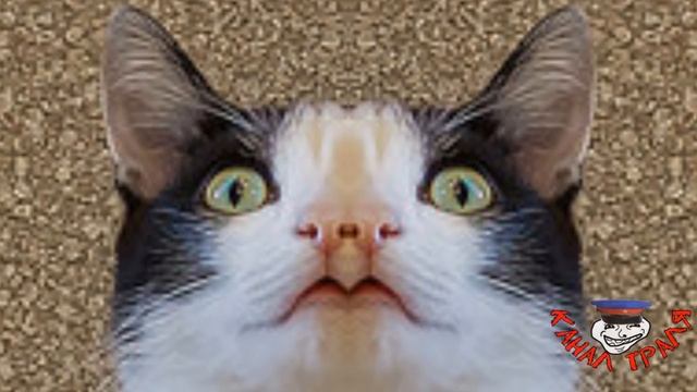 Что будет, ЕСЛИ ДЕВУШКА ВЫПЬЕТ ВИАГРУ? КОТУ ОТРЕЗАТЬ УСЫ ?