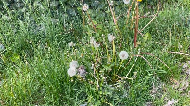 Colourful Roses/ Beautiful Flowers/Canadian Spring & Summer: Beautiful Nature/ Queen Of Flowers:Ros