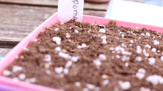 Starting seeds in 5X5 Bootstrap Farmer Trays смотреть онлайн