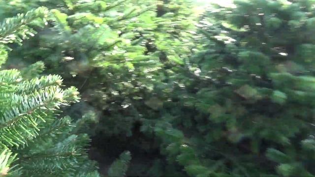 Пихта Нордмана (срубленная новогодняя пихта) 22211 смотреть онлайн
