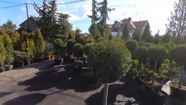 Thuja occidentalis 'Brabant'żywotnik zachodni 'Brabant' na pniu смотреть онлайн