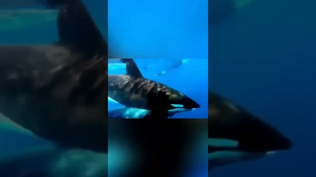 Косатка поймала детеныша горбатого кита и плывёт с ним в зубах ? смотреть онлайн