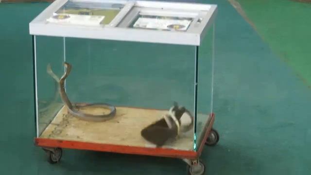 Борьба мангуста со змеями смотреть онлайн