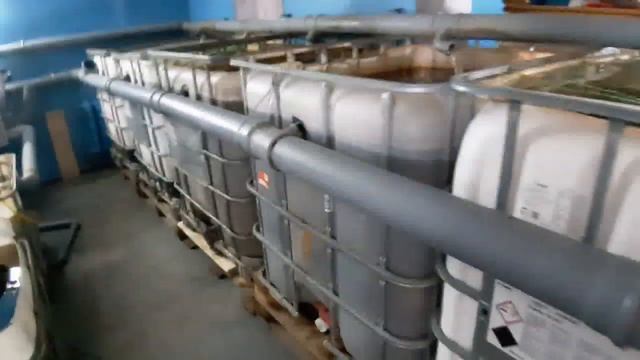 УЗВ ОБЗОР! Долгожданное видео. Мраморный, клариевый сом. #мраморныйсом #клариевыйсом #узв смотреть онлайн
