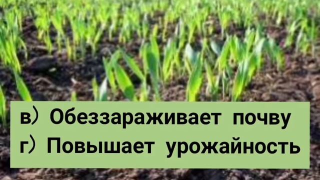 Почему на сидераты мы посеяли ячмень смотреть онлайн