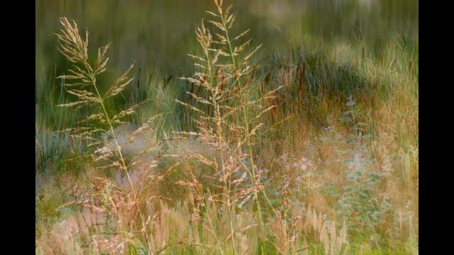 природа Абинского района смотреть онлайн