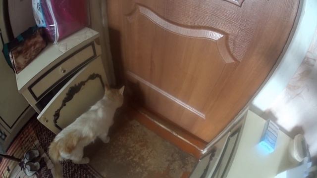 РАЗГОВАРИВАЮ С КОТОМ ЧЕРЕЗ КОШАЧИЙ РАЗГОВОРНИК - КЛАСС!! смотреть онлайн