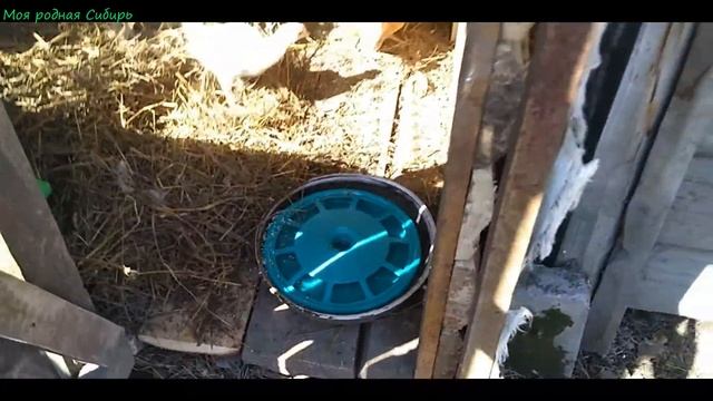 Наша курочка Нюрочка с цыплятами переехала на новое место жительства! Гуси ходят в огороде. смотреть онлайн